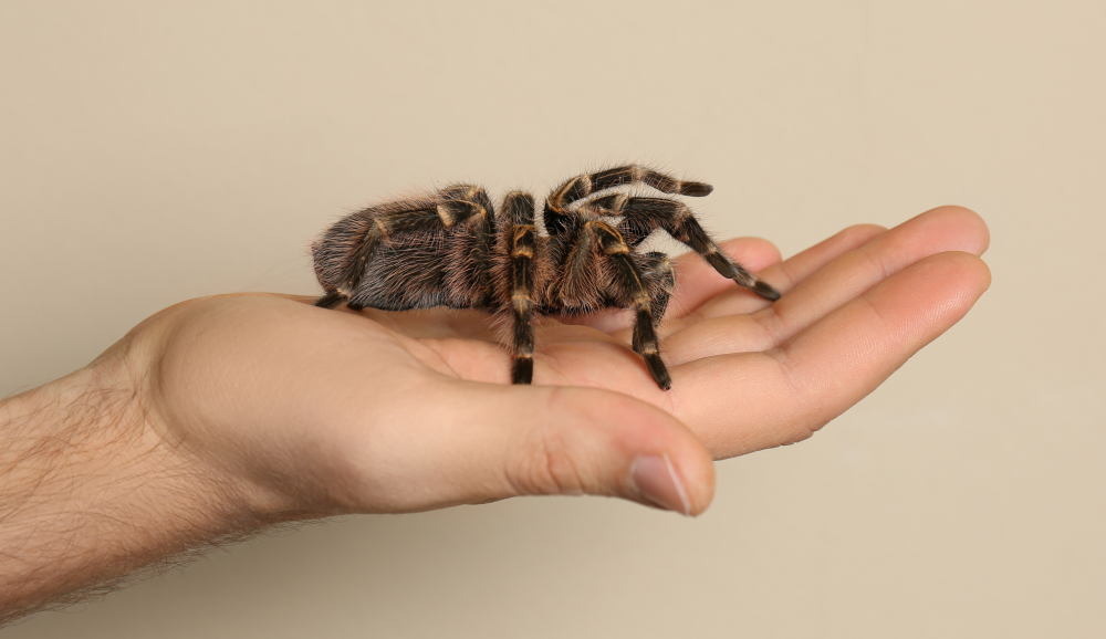 Aphonopelma seemanni tarantula in the palm of someone's hand Aphonopelma seemanni tarantula in the palm of someone's hand